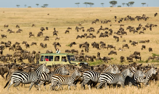 Serengeti Adventure 13 Days Kenya and Tanzania Combined Safari